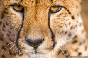 closeup of cheetah in South Africa