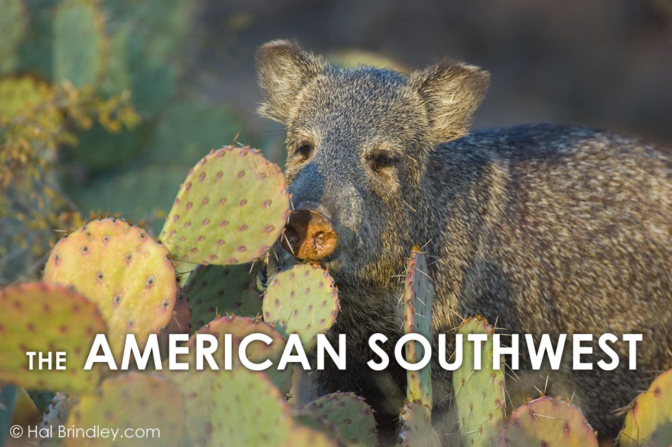 The American Southwest: Free Birds and Captive Predators - Hal Brindley  Wildlife Photography