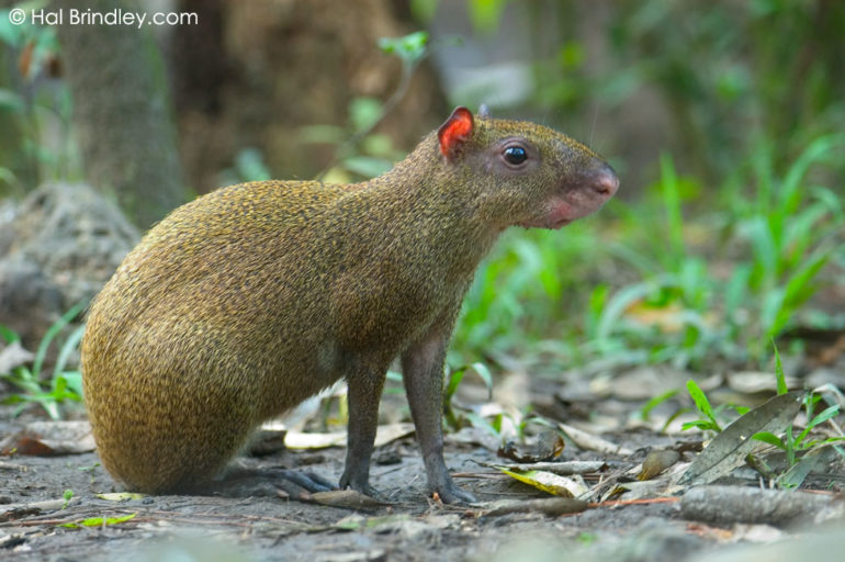 Belize: Reef to Rainforest - Hal Brindley Wildlife Photography