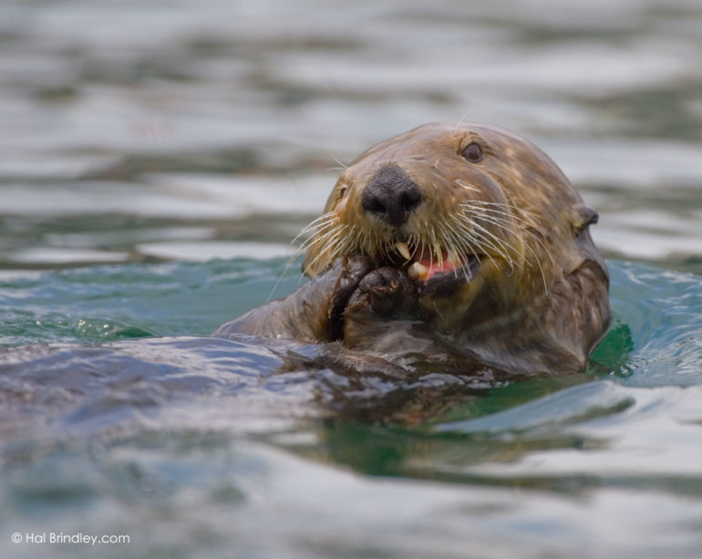 Holding Breath: Marine Mammals of the Pacific Coast - Hal Brindley ...