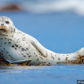 Harbor Seal, Marine mammal photos, California