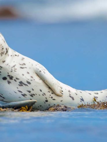 Harbor Seal, Marine mammal photos, California