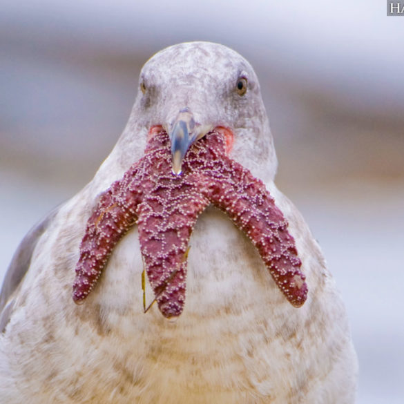 Western Gull