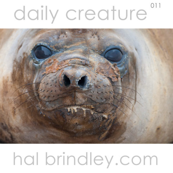 Southern Elephant Seal