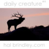 North American Elk. Daily Creature 12 by Hal Brindley