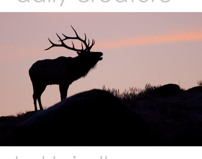 North American Elk. Daily Creature 12 by Hal Brindley