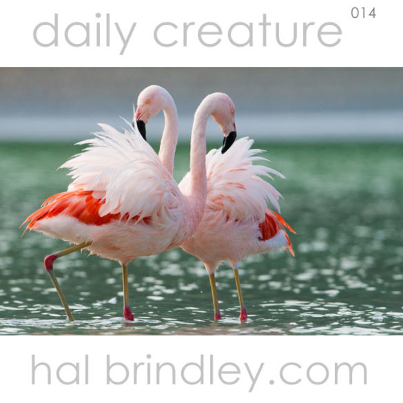 Chilean Flamingo (Phoenicopterus chilensis). Laguna Amarga, outside Torres del Paine National Park. Southern Patagonia, Chile. © Hal Brindley .com