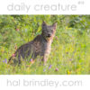 Daily Creature 15: Canada Lynx (Lynx canadensis) in Riding Mountain National Park, Manitoba, Canada. Photo by Hal Brindley.com