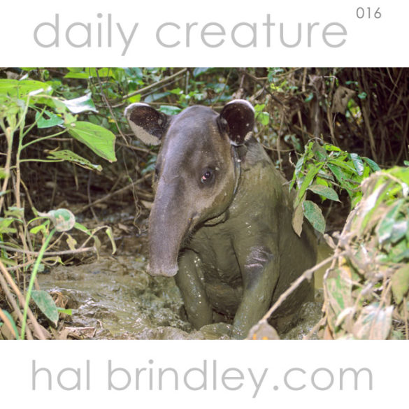 Baird's Tapir (Tapirus bairdii) wallowing in a mud pit in Corcovado National Park, Costa Rica. Photo by Hal Brindley.com