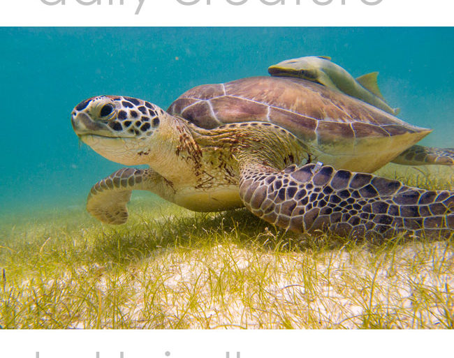 Green Sea Turtle (Chelonia mydas) eating sea grass beds in the Bay of Akumal in Mexico. The hitchhiker on its back is a remora.