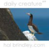 Brown Booby (Sula leucogaster) Brewers Bay, Tortola, British Virgin Islands. Photo by Hal Brindley