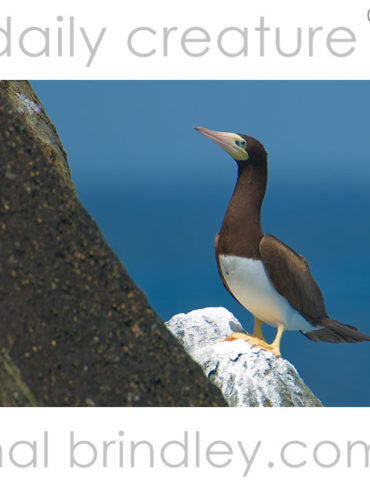 Brown Booby (Sula leucogaster) Brewers Bay, Tortola, British Virgin Islands. Photo by Hal Brindley