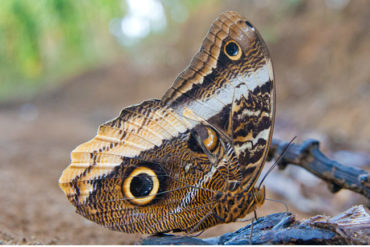 Owl Butterfly (Caligo spp.) feeding on rotten banana in Cerro Punta, Chiriqui, Panama. Photo by Hal Brindley