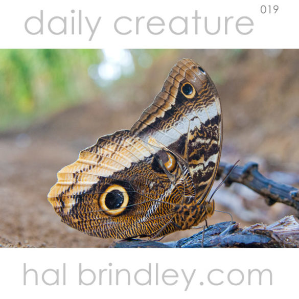 Owl Butterfly (Caligo spp.) feeding on rotten banana in Cerro Punta, Chiriqui, Panama. Photo by Hal Brindley