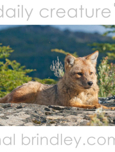 Culpeo Fox (Lycalopex culpaeus) (also Pseualopex culpaeus, Dusicyon culpaeus). Tierra Del Fuego National Park, Argentina. photo by Hal Brindley .com
