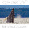 Humpback Whale (Megaptera novaeangliae) breaching in Queen Charlotte Strait, British Columbia, Canada