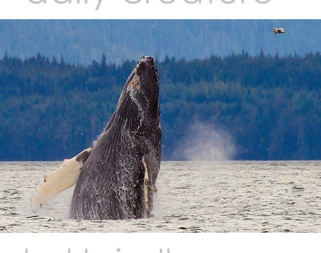 Humpback Whale (Megaptera novaeangliae) breaching in Queen Charlotte Strait, British Columbia, Canada