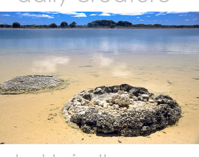 Stromatolites in Hamelin Pool, Shark Bay, Australia. Photo by Hal Brindley