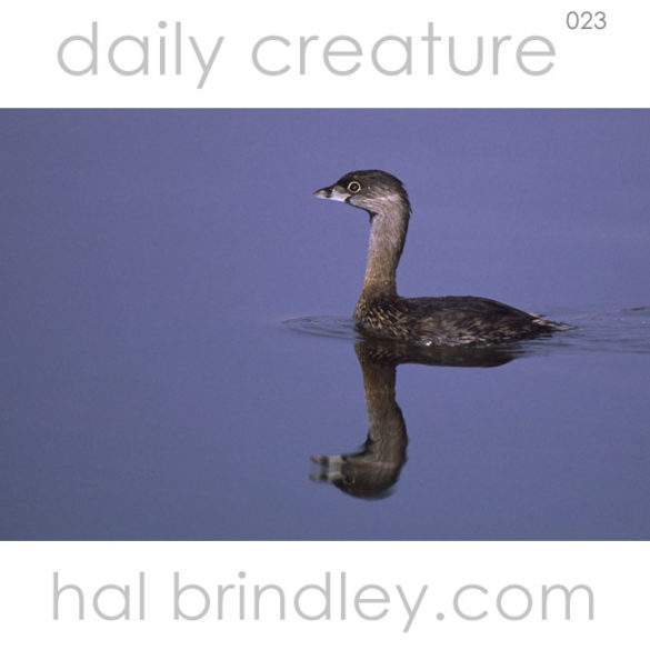pied-billed grebe (Podilymbus podiceps) Ding Darling National Wildlife Refuge, Sanibel Island, Florida, USA. Photo by Hal Bridley