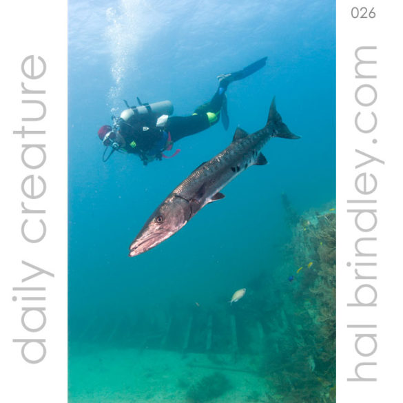 Great Barracuda (Sphyraena barracuda) with scuba diver near the Bentwood wreck off the coast of Key Largo, Florida USA. Photo by Hal Brindley