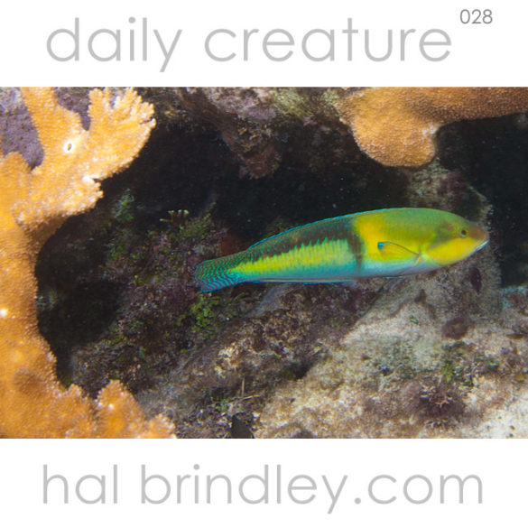 Yellowhead Wrasse supermale. (Halichoeres garnet) Coral Gardens, Hol Chan Marine Reserve near Ambergris Caye, Belize. Photo by Hal Brindley