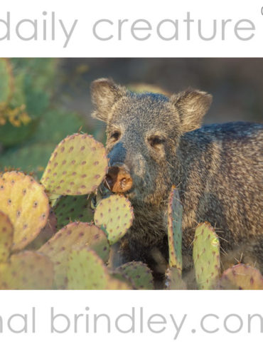 Collared Peccary (Dicotyles tajacu) and prickly pear cactus Sonora Desert near Tucson Arizona USA. Photo byt Hal Brindley
