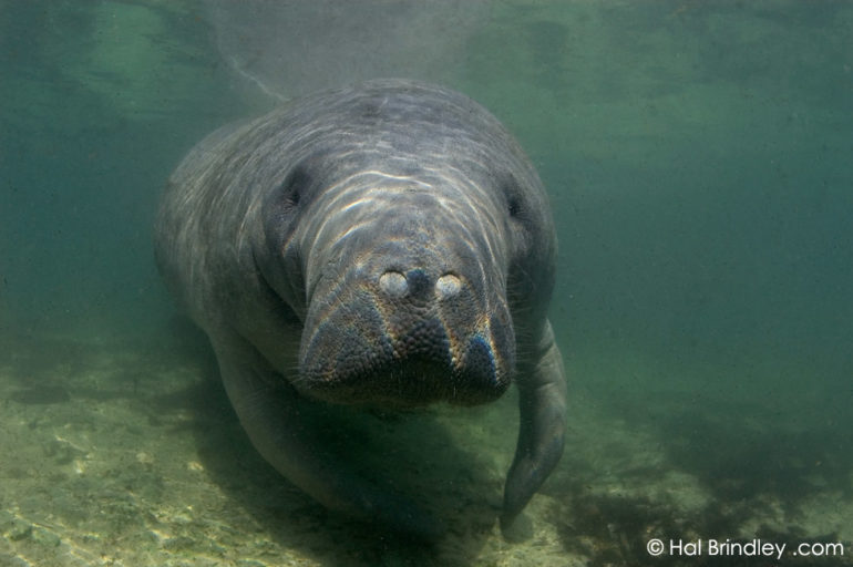 Swimming With Mermaids: the Manatees of Crystal River - Hal Brindley ...