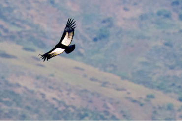 Andean Condor in flight. (Vultur gryphus) Photo by Hal Brindley. Andes Mountains, East of Santiago, Chile