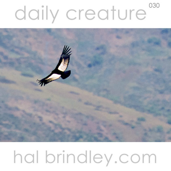 Andean Condor in flight. (Vultur gryphus) Photo by Hal Brindley. Andes Mountains, East of Santiago, Chile