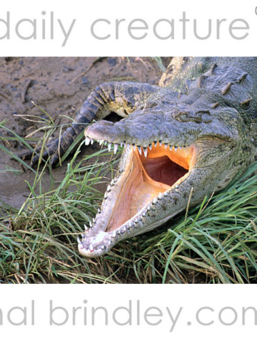 American Crocodile (Crocodylus acutus), yawning. Underneath the Crocodile Bridge, RioTarcoles, Costa Rica Photo by Hal Brindley
