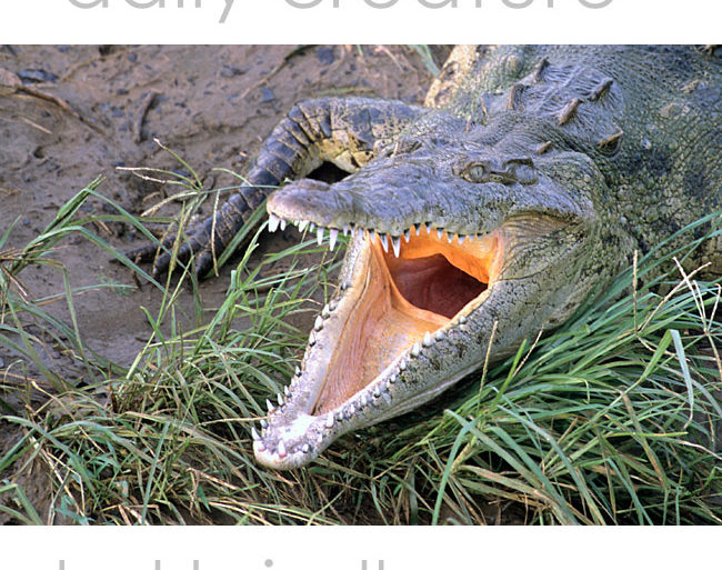 American Crocodile (Crocodylus acutus), yawning. Underneath the Crocodile Bridge, RioTarcoles, Costa Rica Photo by Hal Brindley