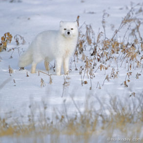 The Great White Bear - Hal Brindley Wildlife Photography