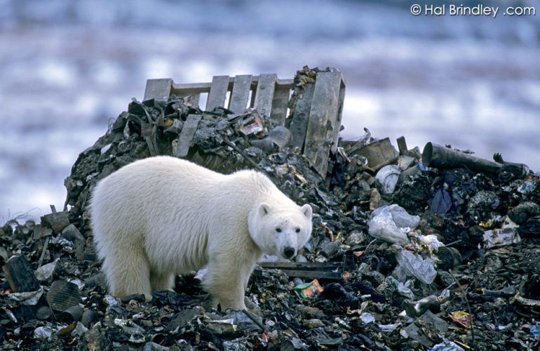 The Great White Bear - Hal Brindley Wildlife Photography