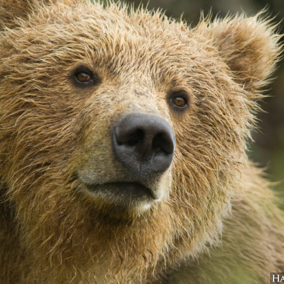 Grizzly Bear, McNeil River, Alaska. Photo by Hal Brindley