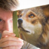 Hal Brindley with his red wolf photo on a Nature Conservancy event note card