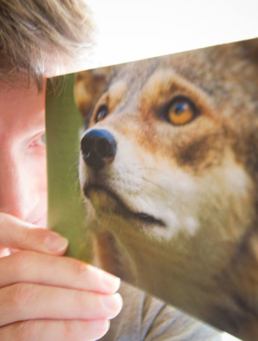 Hal Brindley with his red wolf photo on a Nature Conservancy event note card