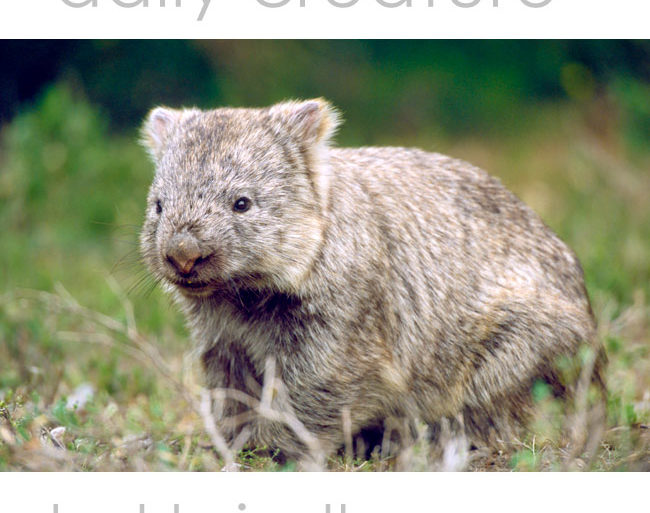 Common Wombat (Vombatus ursinus) Wilsons Promontory National Park, Victoria, Australia. Photo by Hal Brindley
