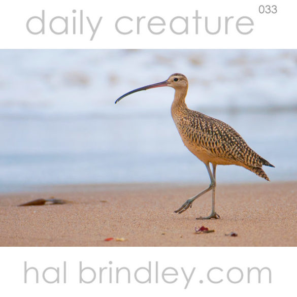 Long-billed Curlew (Numenius americanus) Montaña de Oro State Park, California, USA. Phot by Hal Brindley