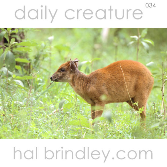Natal Red Duiker (Cephalophus natalensis) Hluhluwe Game Reserve, South Africa. Photo by Hal Brindley