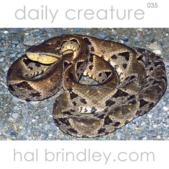 Terciopelo also known as Fer-de-Lance (Bothrops asper), on gravel road near Carate, Osa Peninsula, Costa Rica. Photo by Hal Brindley