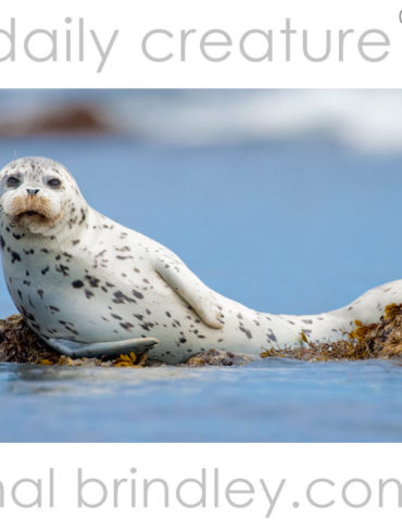 Harbor Seal (Phoca vitulina) Monterey Bay, Monterey, California, USA. Photo by Hal Brindley