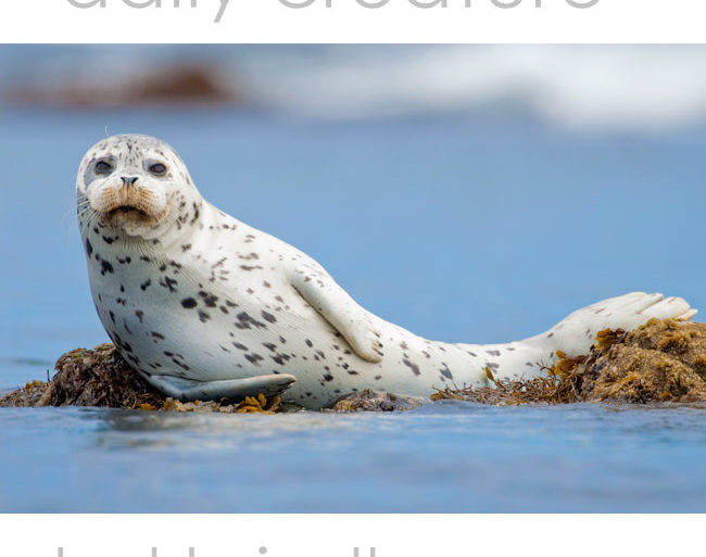 Harbor Seal (Phoca vitulina) Monterey Bay, Monterey, California, USA. Photo by Hal Brindley