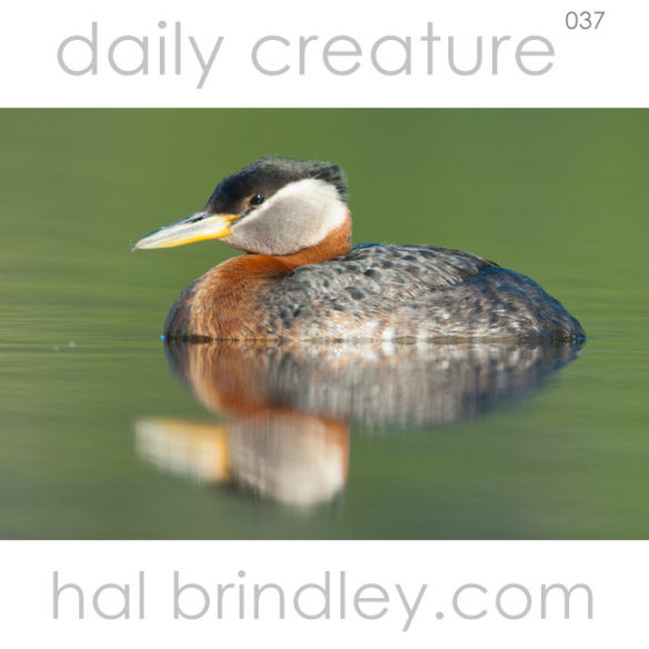 Red-necked Grebe (Podiceps grisegena) Beluga Lake, Homer, Alaska, USA. Photo by Hal Brindley