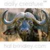 Cape Buffalo (Syncerus caffer) aka African Buffalo portrait in Kruger National Park, South Africa. Photo by Hal Brindley