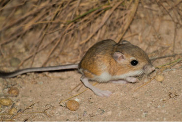 Ord's Kangaroo Rat (Dipodomys ordii) Photo taken in South Fork State Recreation Area, Nevada, USA. by Hal Brindley