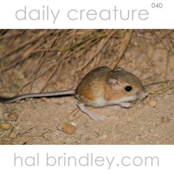 Ord's Kangaroo Rat (Dipodomys ordii) Photo taken in South Fork State Recreation Area, Nevada, USA. by Hal Brindley