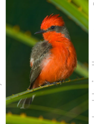 Male Vermilion Flycatcher (Pyrocephalus rubinus) Photo: Yamari Savannah Cabañas, Great Pine Savannahs, Brus Laguna, Honduras by Hal Brindley