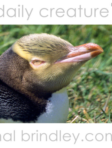 Yellow-eyed Penguin (Megadyptes antipodes) Penguin Place (Yellow-eyed Penguin Conservation Reserve) Dunedin, New Zealand. Photo by Hal Brindley