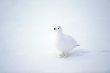 Willow Ptarmigan (Lagopus lagopus) in winter plumage. Churchill, Manitoba, Canada in late October. Photo by Hal Brindley