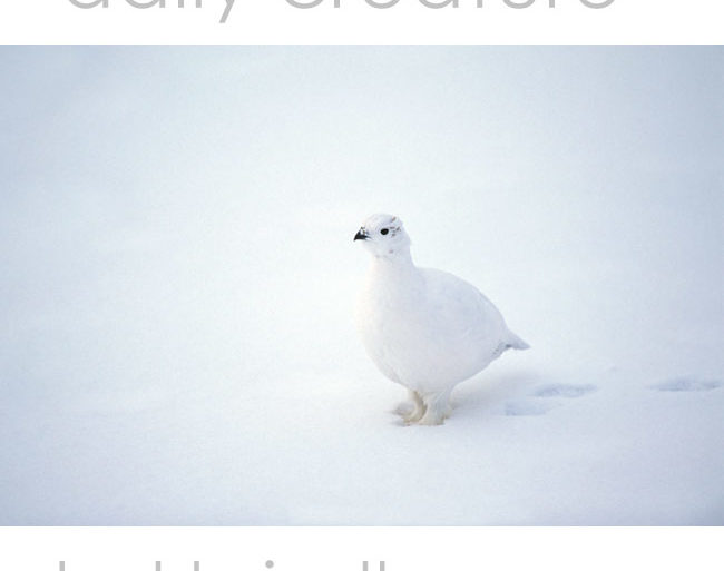 Willow Ptarmigan (Lagopus lagopus) in winter plumage. Churchill, Manitoba, Canada in late October. Photo by Hal Brindley